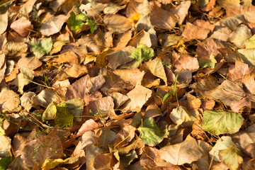 Autumn leaves background. Dry leaves background. Autumn leaves texture.
