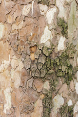 tree bark texture for background