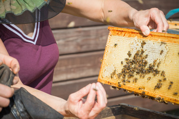 A beehive frame in the hands of a female beekeeper