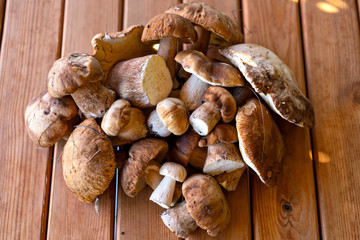 harvest porcini mushrooms on wooden table