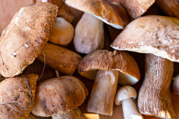 harvest porcini mushrooms of different sizes and shapes