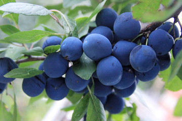 Prunus spinosa. The blackthorn is ripening in the rural garden. The branch of the blue plums