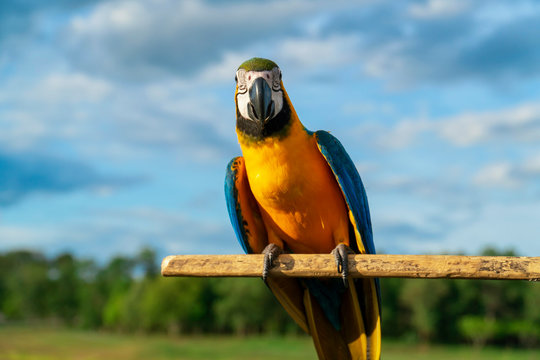 Beautiful colourful parrot sitting on the perch. Blue, white and yellow Macaw, Beautiful bird in the park.   