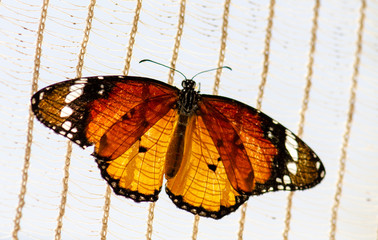 Macro shot of monarch butterfly (Danaus plexippus)