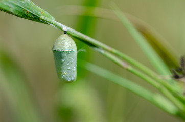 Close up photo of Monarch butterfly  ( Danaus plexippus )green cocoon