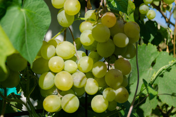 Harvest grapes. Large grapes. Grapes and winemaking. Large grapes.
