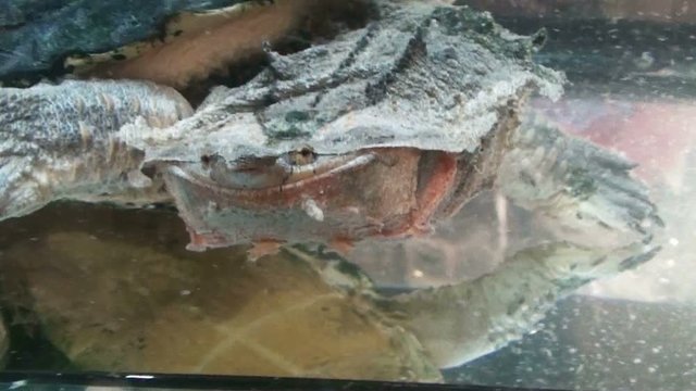freshwater exotic turtles Matamata