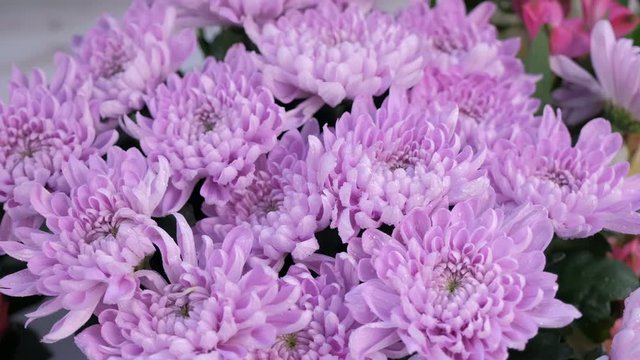 Floral business concept. Tender purple astras flowers with water drops for sale in flower shop, closeup view. Moisturizing fresh flowers for long-term storage in florisic studio store salon.