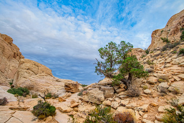 Fototapeta na wymiar The Red Rock Canyon National Conservation Area near Las Vegas