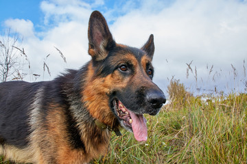 Dog German Shepherd outdoors in an autumn day