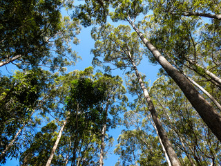 Lush tropical green foliage in the forest at the Maroochydore Botanic Gardens, Sunshine Coast, Queensland, with walking tracks and picnic areas