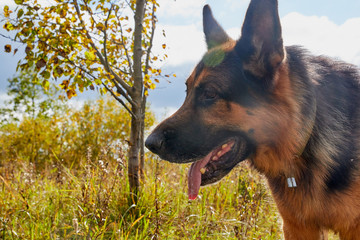 Dog German Shepherd outdoors in an autumn day