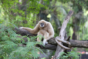 Gibbon on the tree in the zoo.