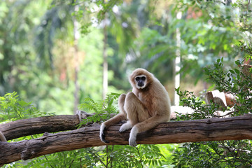 Gibbon on the tree in the zoo.