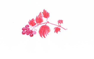 Drawing with watercolors: Red branch of viburnum.