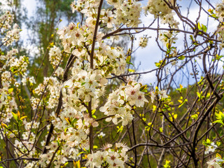 Wild Plum Blossom
