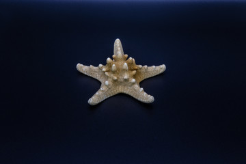 Skeleton of the Horned Sea Star (Protoreaster sp.) on the black background