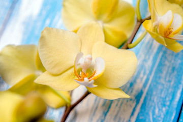 Fototapeta na wymiar A branch of yellow orchids on a blue wooden background 
