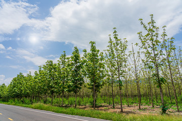 Obraz premium Teak trees garden beside road with environment green leaves in Thailand.