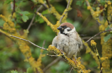 A rare Tree Sparrow, Passer montanus, perching on a branch in a bush in the UK.	