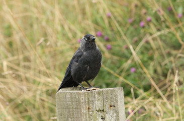 A pretty Jackdaw, Corvus monedula, perching on a wooden fence post.