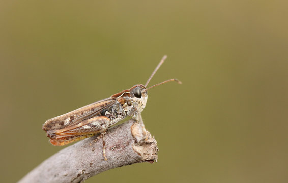 A male Mottled Grasshopper, Myrmeleotettix maculatus, perching on a twig in heath land.