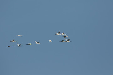 A flock of magnificent Spoonbill, Platalea leucorodia, flying in the blue sky.