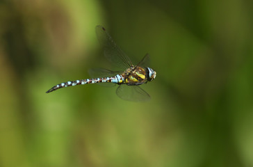 A Migrant Hawker Dragonfly, Aeshna mixta, flying over a river hunting for food.	