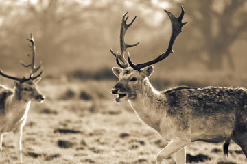 Fallow deer with antlers in a grass field meadow.  Sepia colour toning