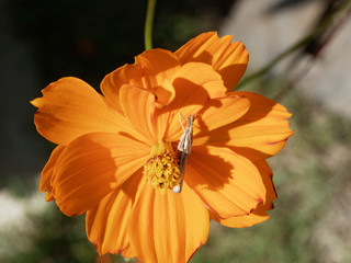 Gros plan sur fleur de Cosmos sulfureux (Cosmos sulphureus) aux pétales jaune orangé, visitées par un petit papillon