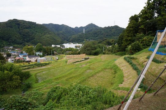 葉山の棚田（秋）