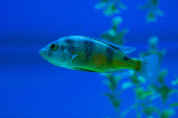 Fototapeta premium Exotic tropical fish purple Yellowfin surgeonfish