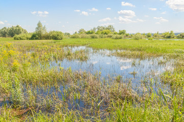 Flood meadow of the valley of a small river in Polesie.