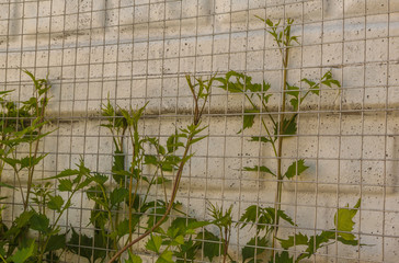 Young shoots of Campsis liana (trumpet creeper, trumpet vine) in spring.