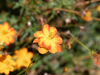 (Cosmos sulphureus) Fleur de Cosmos sulfureux de couleur jaune borduré d'orange