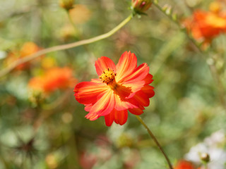 Gros plan sur fleur de Cosmos sulfureux (Cosmos sulphureus) aux pétales de couleur rouge, orangé intense