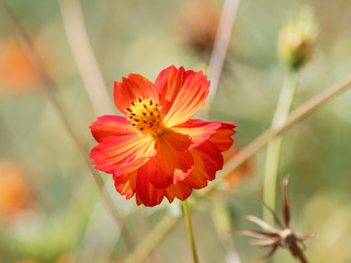 (Cosmos sulphureus) Cosmos sulfureux de couleur rouge, orangé intense