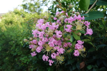 ピンクの猿滑の花