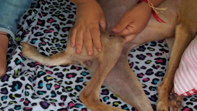 animal shelter veterinarian with bands on wrist massages relaxed skinny dog paralyzed hind paw extreme close view