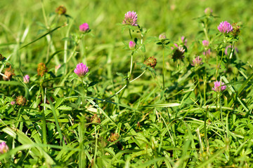 Closeup of  Invasive Rose clover (Trifolium hirtum) wildflowers blooming on a field