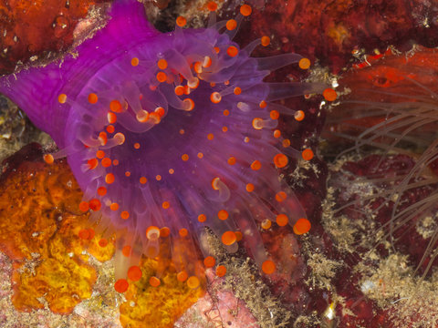 รูปภาพCorallimorph เลือกดูภาพถ่ายสต็อก เวกเตอร์ และวิดีโอ155 Adobe