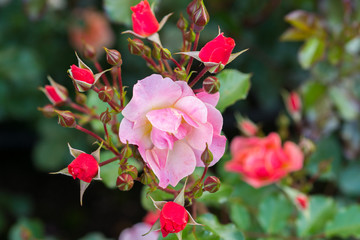 flowers in the garden