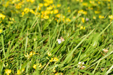two butterflies on a green meadow