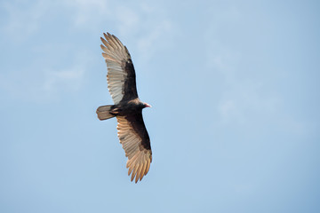 turkey vulture from Costa Rica
