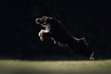Black and white border collie dog jumps