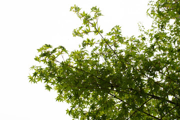 sakura tree in winter season