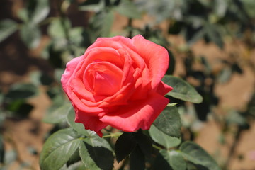 スーパースター　明るい朱色のバラ