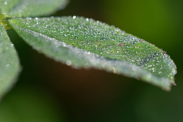 water drops on green leaf