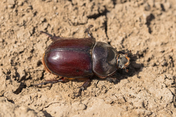 European rhinoceros beetle (Oryctes nasicornis) is a large flying beetle belonging to the subfamily Dynastinae.	