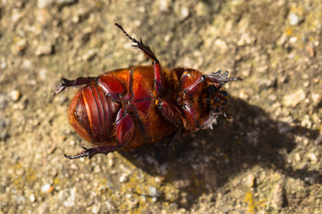 European rhinoceros beetle (Oryctes nasicornis) is a large flying beetle belonging to the subfamily Dynastinae.	